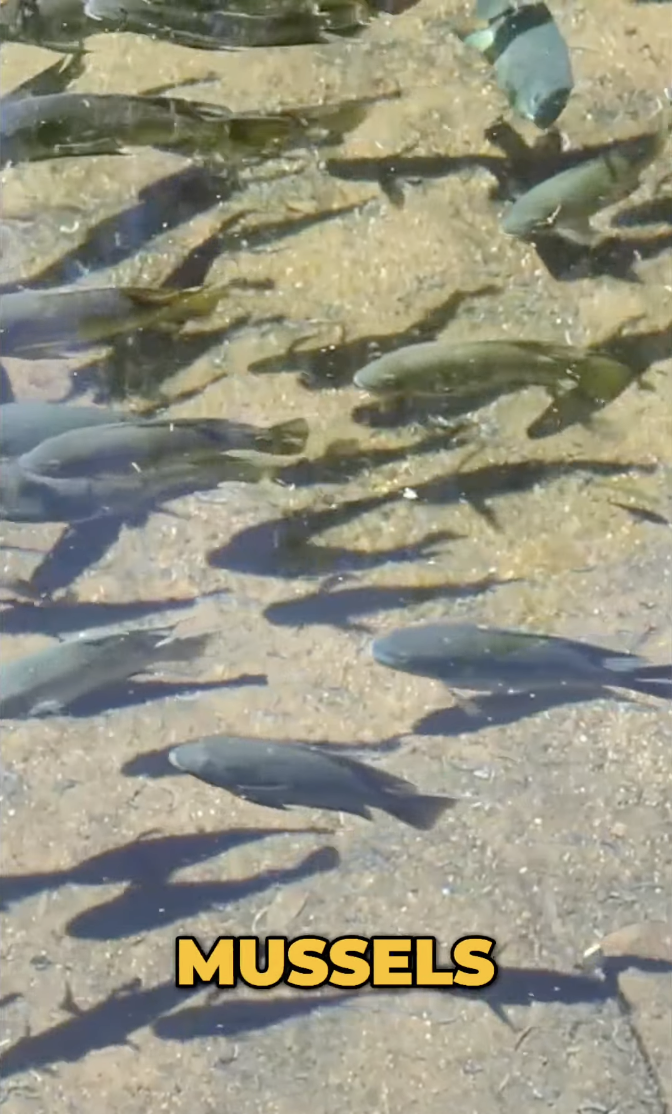 Why do fish and shrimp show such different DNA methylation levels?